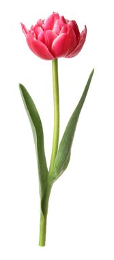 beyaz izole bir güzel Pembe Lale