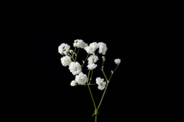 Siyah arka planda güzel bir çingene tutan kadın, yakın plan.