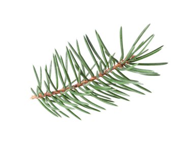 Güzel çam ağacı dalı beyazda izole edilmiş.