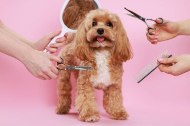 Bakım aletleri olan kadınlar ve pembe arka planda şirin bir köpek, yakın plan.