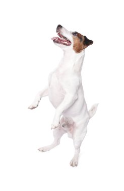 Beyaz arka planda sevimli Jack Russell Terrier köpeği