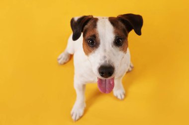 Sarı arka planda şirin Jack Russell Terrier köpeği