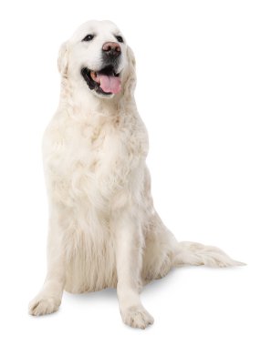Beyaz arka planda sevimli Golden Retriever köpeği
