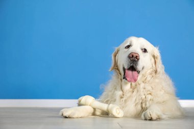 Mavi duvarın yanında yerde kemikleri çiğnenmiş şirin bir köpek.