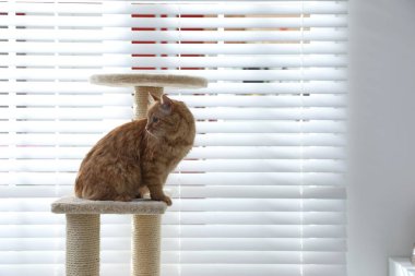 Evcil hayvan ağacındaki sevimli kedi.