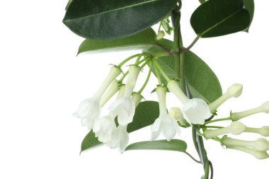 Beyaz tomurcukları olan güzel yasemin bitkisi.