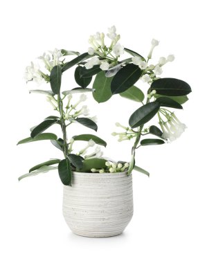 Beyaz tenceredeki güzel yasemin bitkisi.