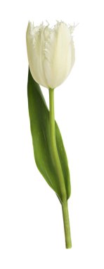 Bir güzel renkli lale beyazda izole edilmiş.