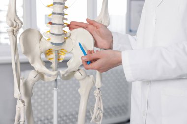 Doktor klinikteki insan iskeleti modelinin bölümlerini gösteriyor.