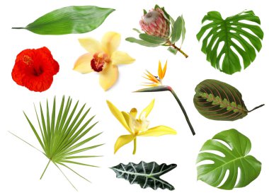 Beyaz arka planda farklı tropikal yapraklar ve çiçekler, set