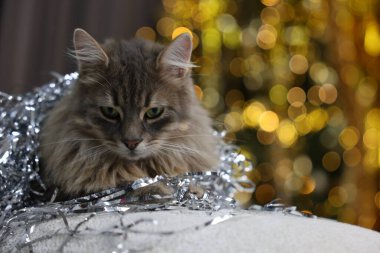 Pouf 'un üzerinde parlak süslemeleri olan sevimli kedi bulanık ışıklara karşı, mesaj için yer var. Noel atmosferi