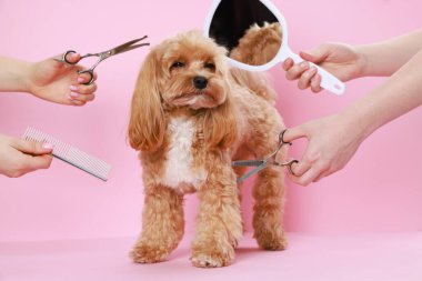 Bakım aletleri olan kadınlar ve pembe arka planda şirin bir köpek, yakın plan.