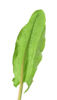 Bir taze yeşil kuş yaprağı beyaza izole edilmiş.