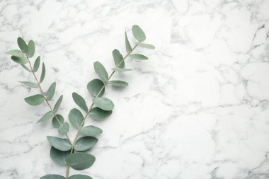 Beyaz mermer zemin üzerinde taze yaprakları olan okaliptüs dalı, üst manzara. Metin için boşluk