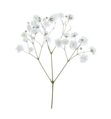 Beyaz arka planda güzel narin çigila çiçeği