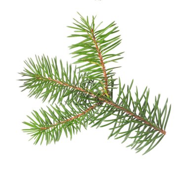 Güzel çam ağacı dalı beyaza izole edilmiş.