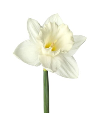 Bir güzel renkli nergis beyaz üzerine izole edilmiş.