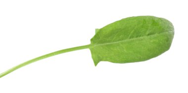 Bir taze yeşil kuş yaprağı beyaza izole edilmiş.