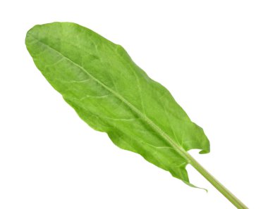 Bir taze yeşil kuş yaprağı beyaza izole edilmiş.