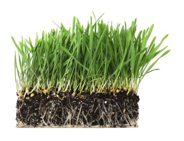 Toprakta kökleri olan yeşil çimenler beyazda izole edilmiş
