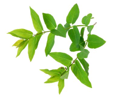 Böğürtlen ağacının dalları beyaza izole edilmiş.