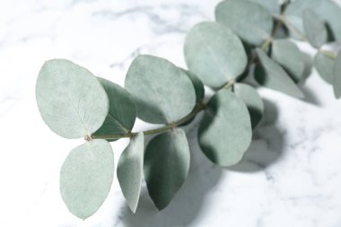 Beyaz mermer zemin üzerinde güzel bir okaliptüs dalı, yakın plan.