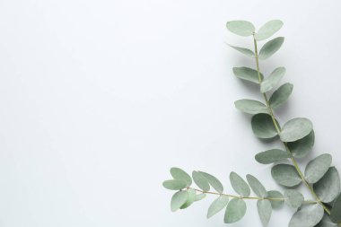 Beyaz arka planda güzel okaliptüs dalları, üst manzara. Metin için boşluk