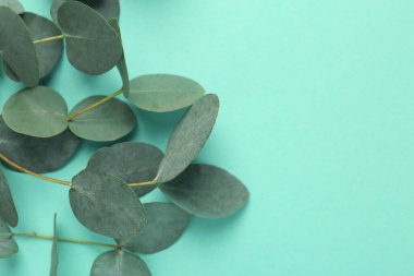 Turkuaz arka planda güzel okaliptüs dalları, yakın plan. Metin için boşluk