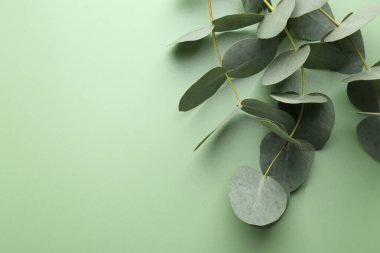 Açık yeşil arka planda güzel okaliptüs dalları, üst manzara. Metin için boşluk