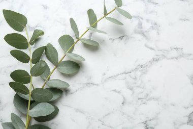 Beyaz mermer masa üzerinde güzel okaliptüs dalları, üst manzara. Metin için boşluk