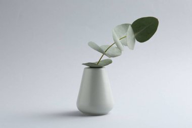 Beyaz arkaplanda vazoda güzel bir okaliptüs dalı