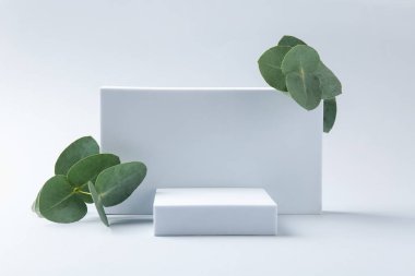 Beyaz arkaplanda güzel okaliptüs dalları olan şık bir sunum