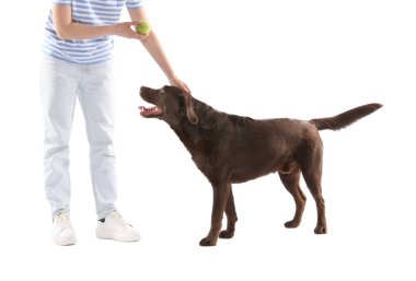 Oyuncağı olan kadın köpeğini beyaz arka planda eğitiyor, yakın plan.