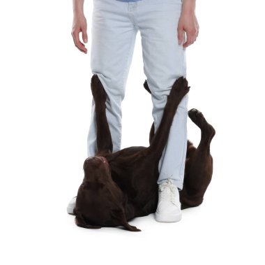 Köpeğini beyaz arka planda eğiten kadın, yakın plan.