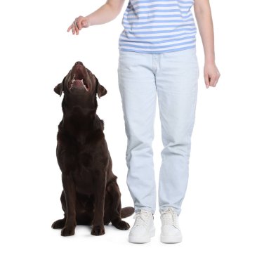 Köpeğini beyaz arka planda eğiten kadın, yakın plan.