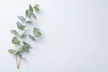 Beyaz arka planda okaliptüs dalları, düz. Metin için boşluk