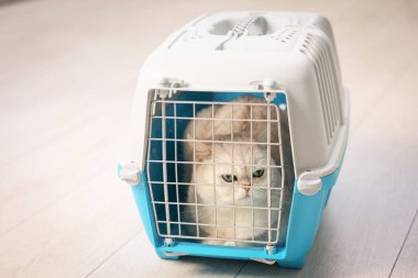 Evcil hayvan taşıyıcısındaki sevimli kedi.