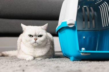 Şirin kedi ve evcil hayvan taşıyıcısı.