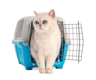 Evcil hayvan taşıyıcısındaki şirin kedi beyazda izole edilmiş.