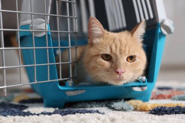 Evdeki evcil hayvan taşıyıcısında şirin bir kedi, yakın plan.