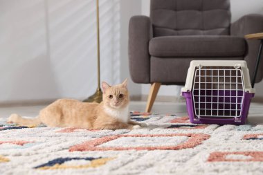 Şirin kedi ve hayvan taşıyıcısı evde yerde.