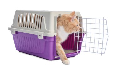 Açık evcil hayvan taşıyıcısındaki şirin kedi beyazda izole edilmiş.