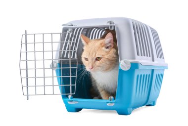 Açık evcil hayvan taşıyıcısındaki şirin kedi beyazda izole edilmiş.