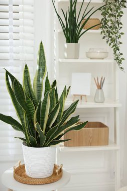 Farklı ev bitkileri ve dekorları olan raf ünitesi.