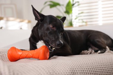 Evdeki kanepede oyuncak çiğneyen sevimli bir köpek.