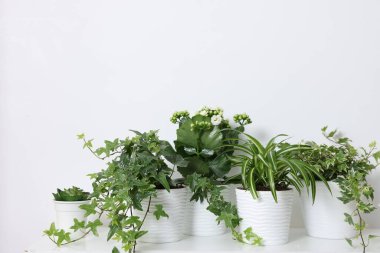 Beyaz duvarın yanındaki masada yeşil saksıda bitkiler var.