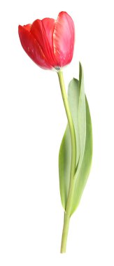 beyaz izole bir güzel Pembe Lale