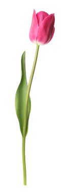 beyaz izole bir güzel Pembe Lale