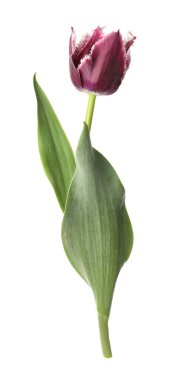 Bir güzel renkli lale beyazda izole edilmiş.