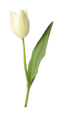 Bir güzel renkli lale beyazda izole edilmiş.